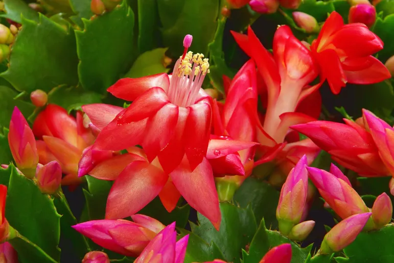 Schlumbergera.