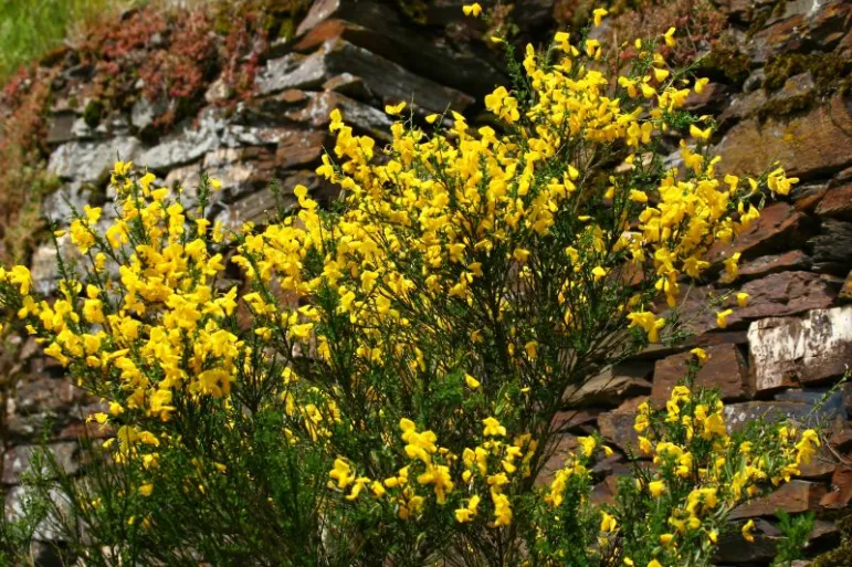 Szczodrzeniec groniasty (Cytisus x racemosus).