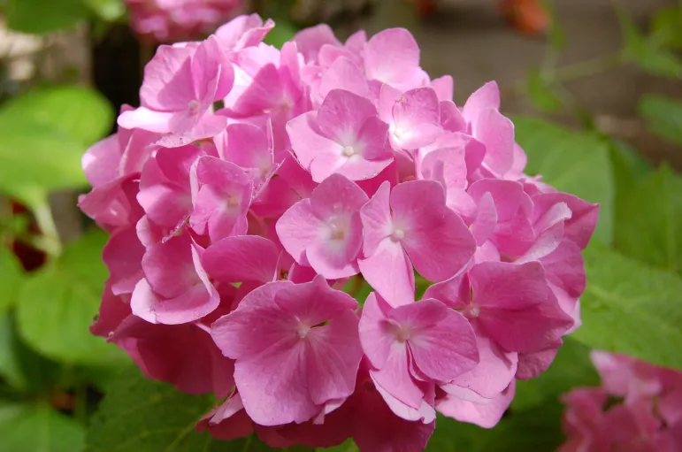 Hortensja ogrodowa (Hydrangea macrophylla).