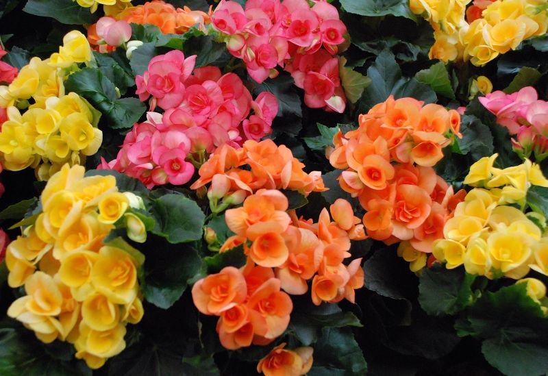 Begonia rex. Fot. Fotolia