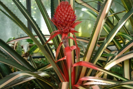 Ananas.
