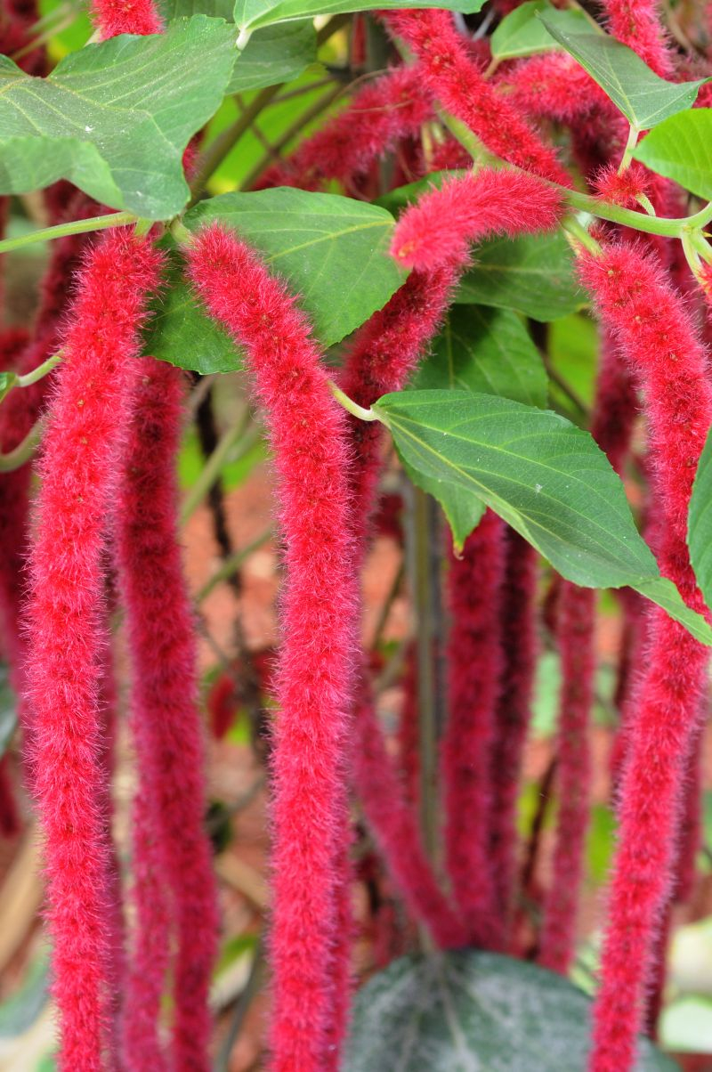 Pokrzywiec szorstkowłosy (Acalypha vilkesiana). Fot. Fotolia