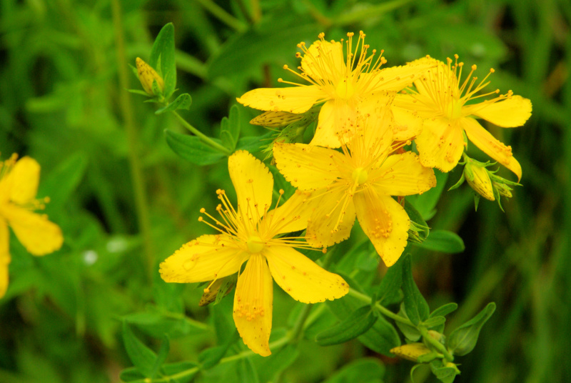 Dziurawiec (Hypericum). Fot. Fotolia