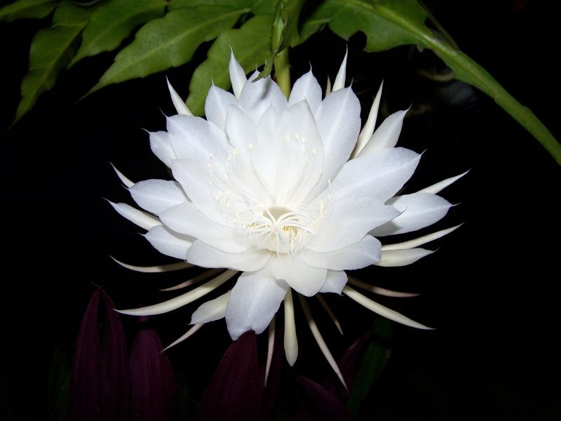 Epifilum (Epiphyllum). Fot. Fotolia