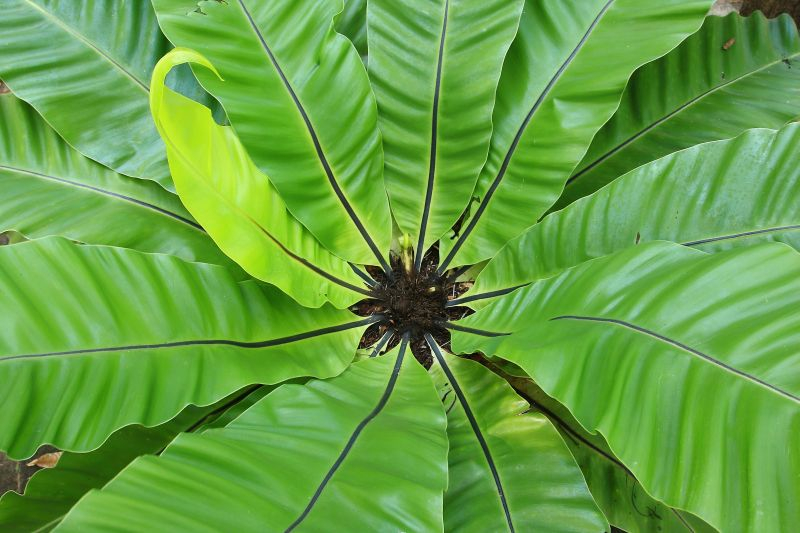 Zanokcica gniazdowa (Asplenium).