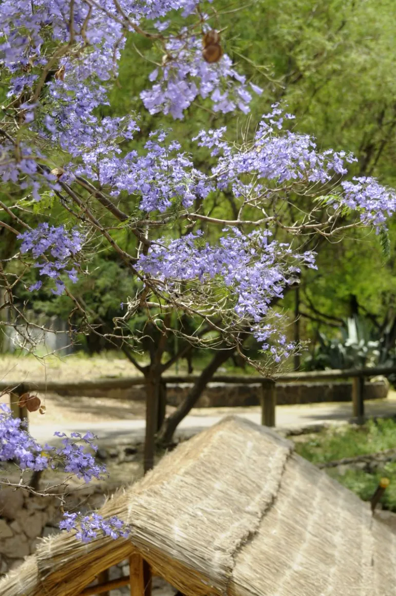 Jakaranda (Jacaranda mimosifolia).