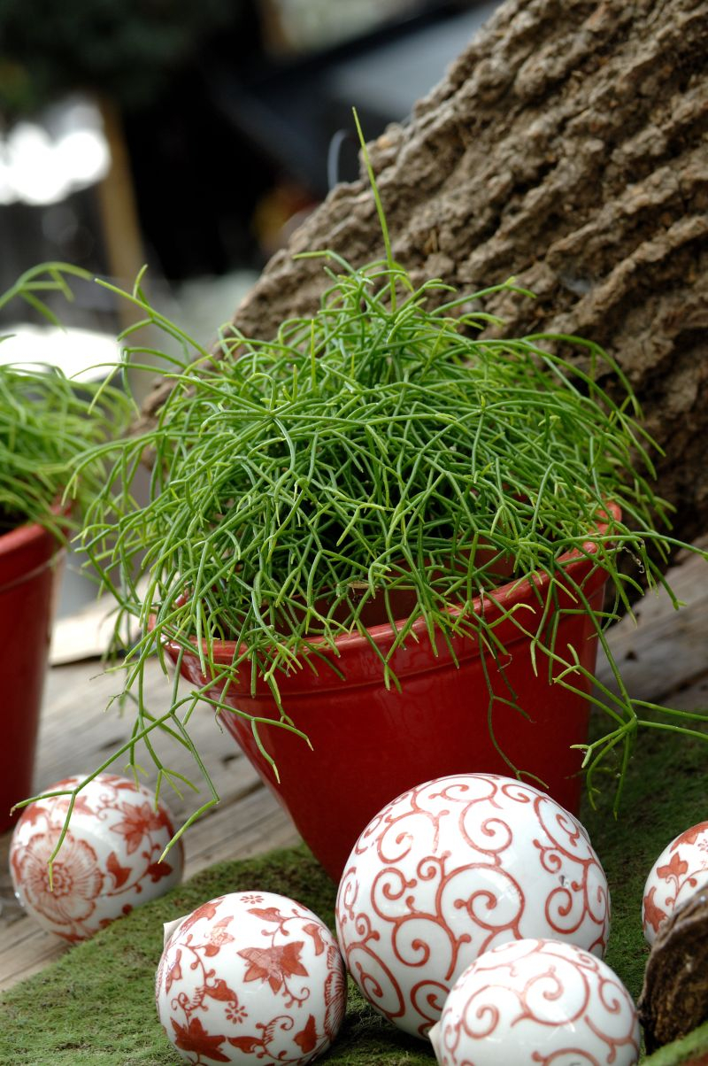 Kwiaty doniczkowe zimą. Fot. Fotolia