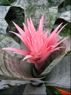 Echmea wstęgowata (Aechmea fasciata).