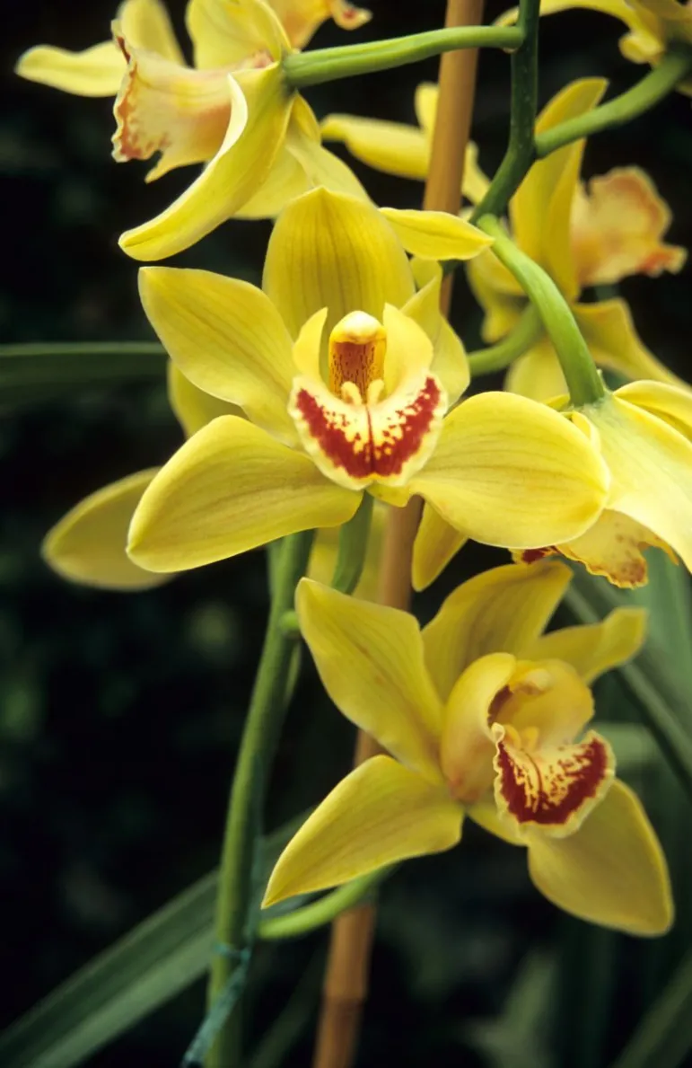 Storczyk Motylnik (Oncidium). 