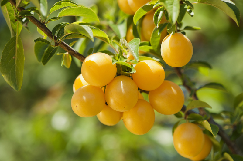 Śliwka. Fot. Fotolia 