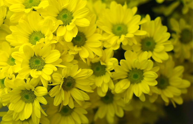 Kwiaciarnia - pomysł