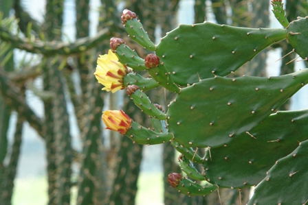 Opuncja (Opuntia).