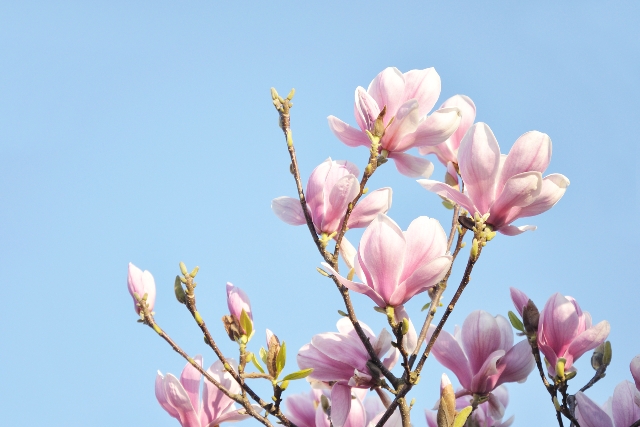 Magnolie rosną dziko w Azji Wschodniej oraz Ameryce Północnej i Południowej.