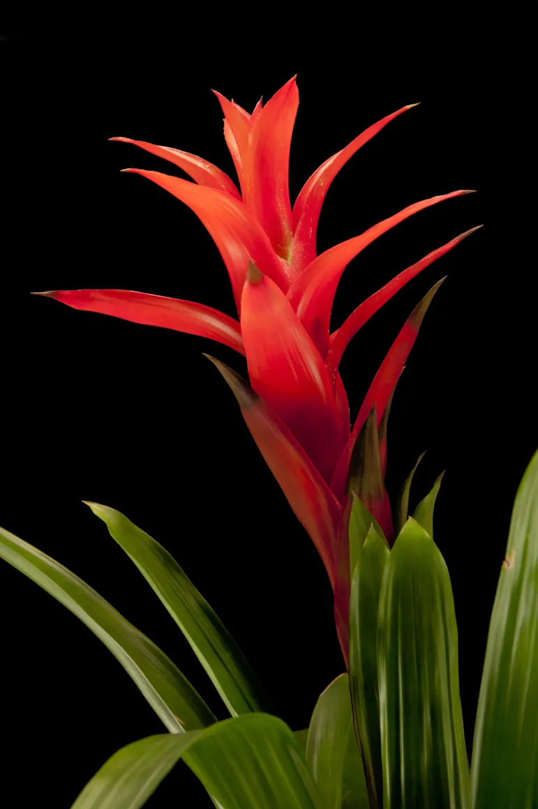 Guzmania.