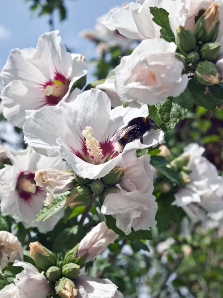 Hibiscus rosa-sinensis – róża chińska.