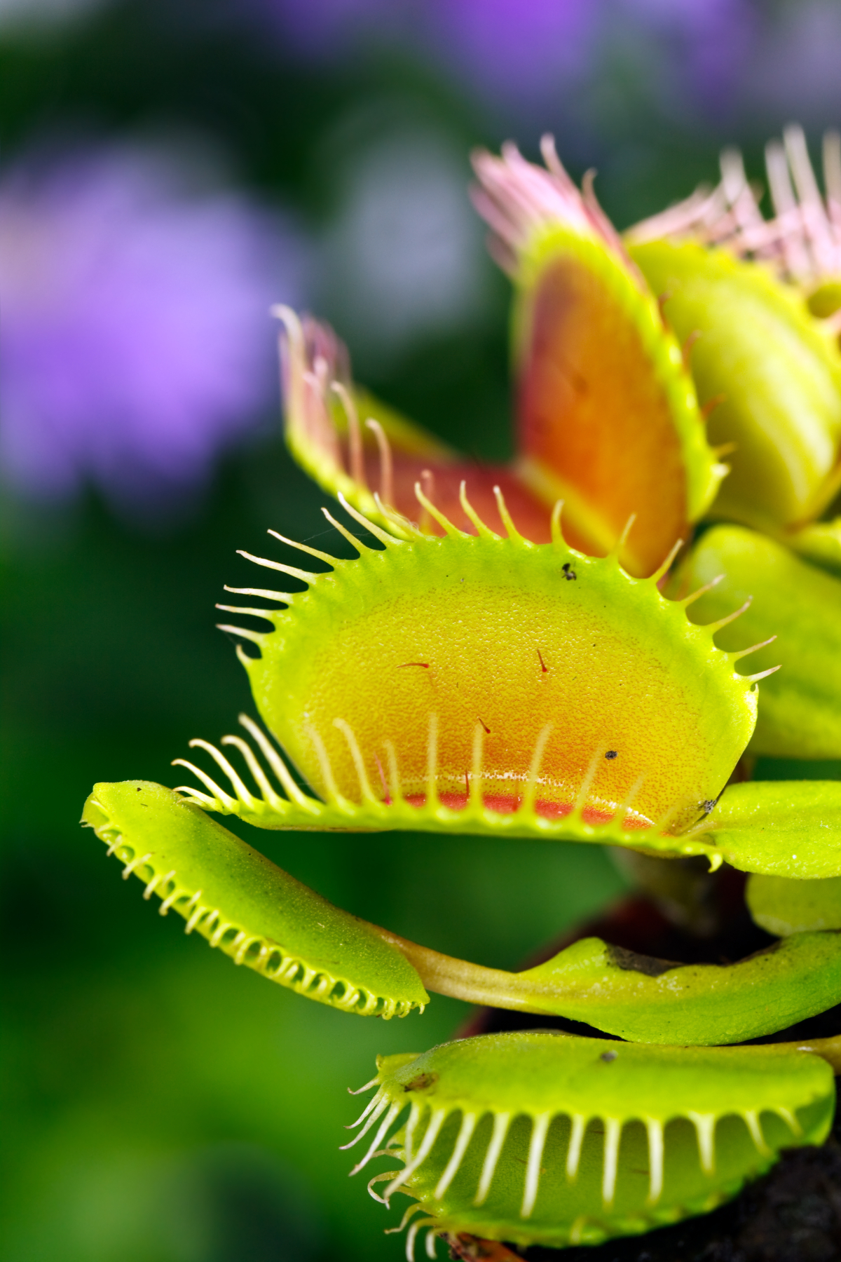 Muchołówka (Dionaea).