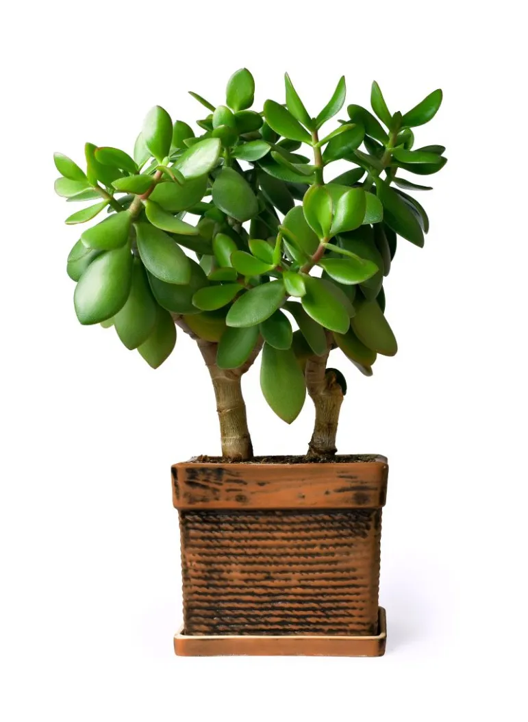 Grubosz (Crassula)