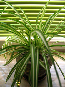 Chlorophytum (Zielistka).