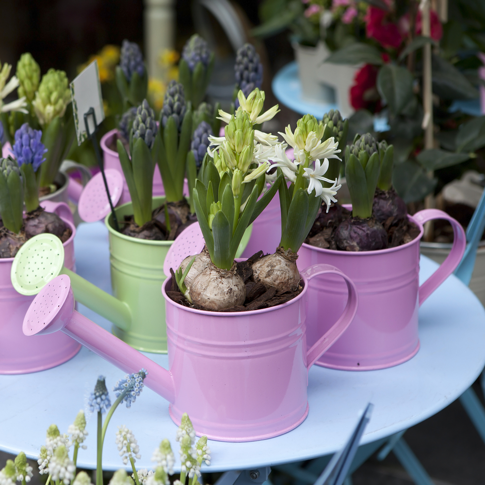 Rośliny cebulowe. Fot. Fotolia