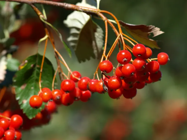 Kalina koralowa (Viburnum opulus L.) jest krzewem należącym do rodziny piżmaczkowatych. 