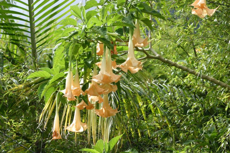 Bieluń (Datura). Fot. Fotolia