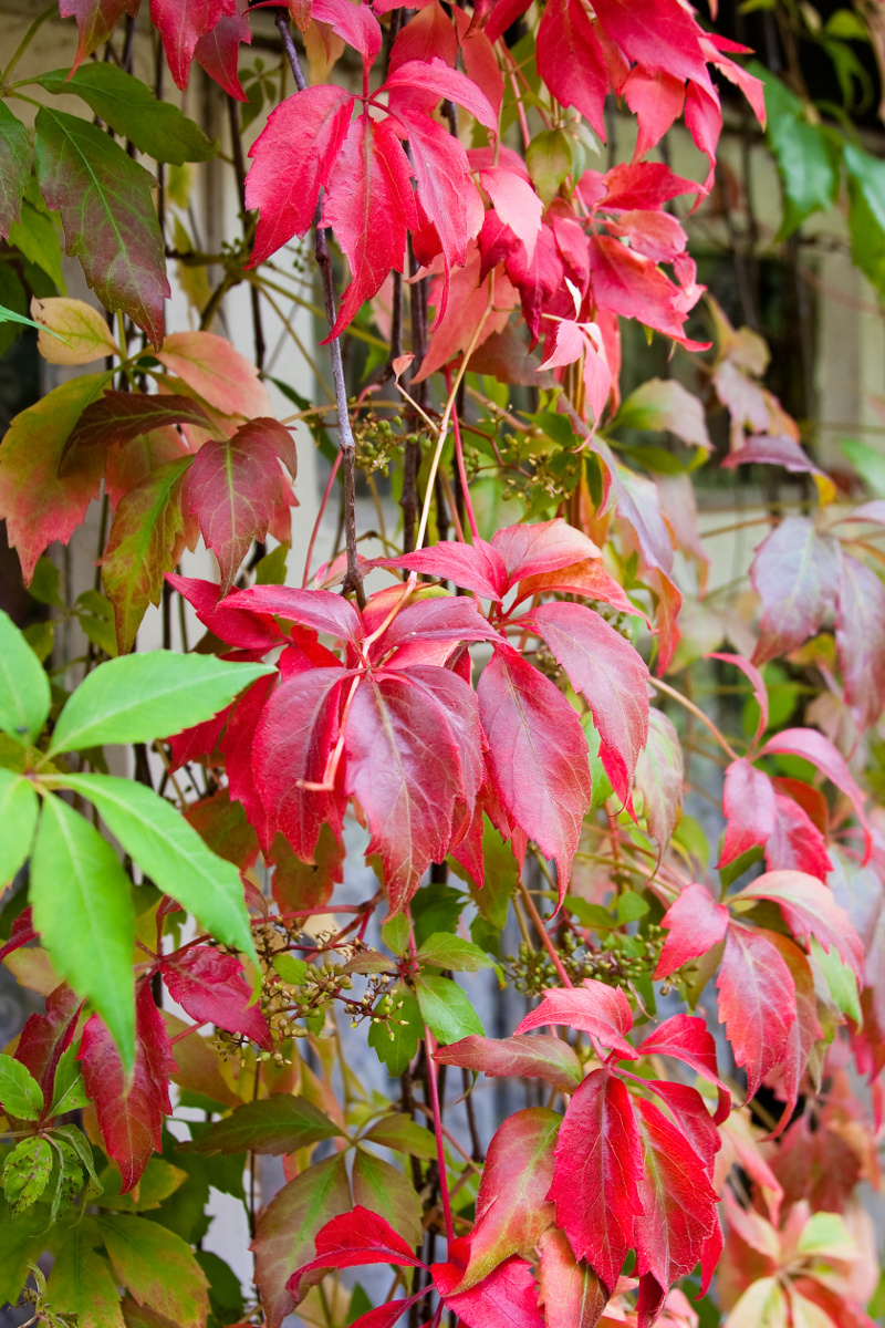 Dzikie wino (Parthenocissus quinquefolia) Fot. Fotolia
