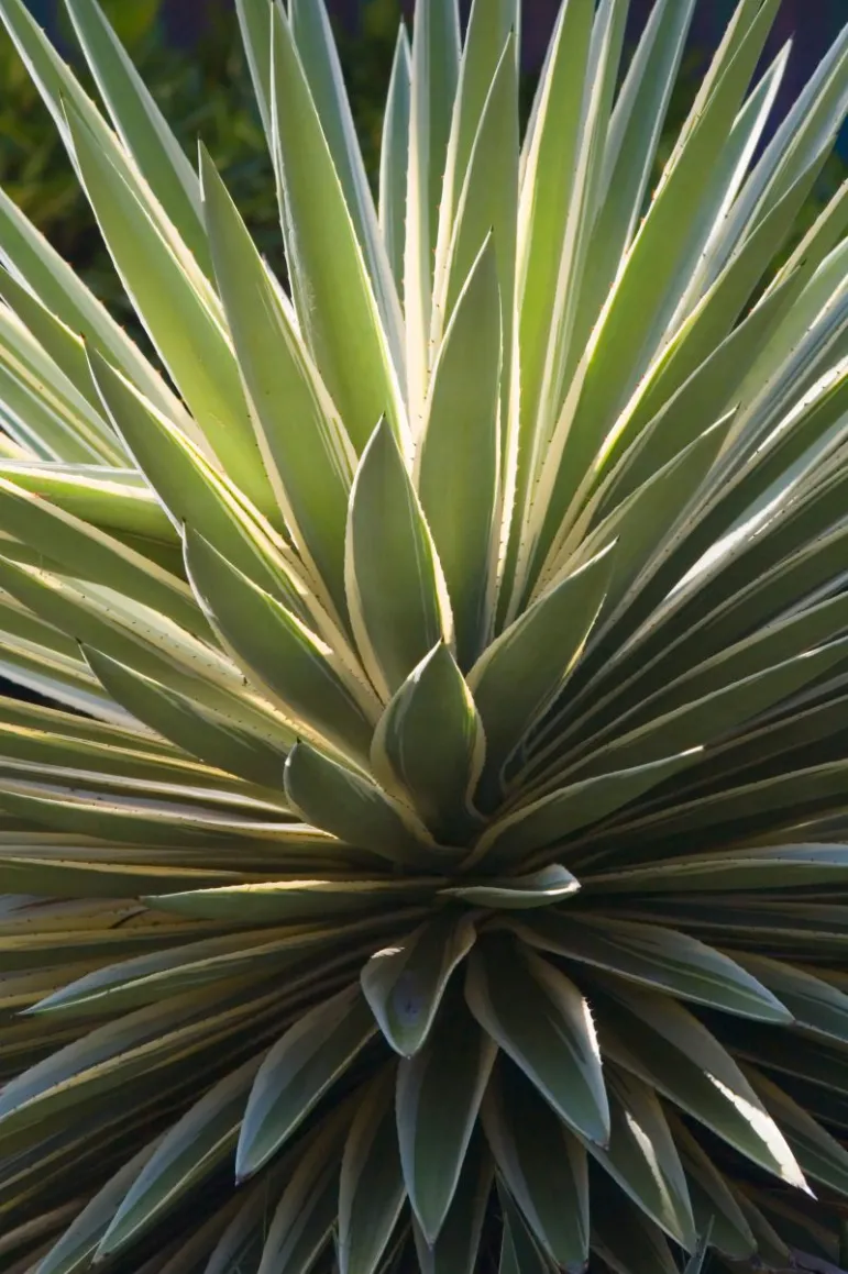 Agawa amerykańska (Agave americana) nazywana jest także Marginatą. Fot. Fotolia