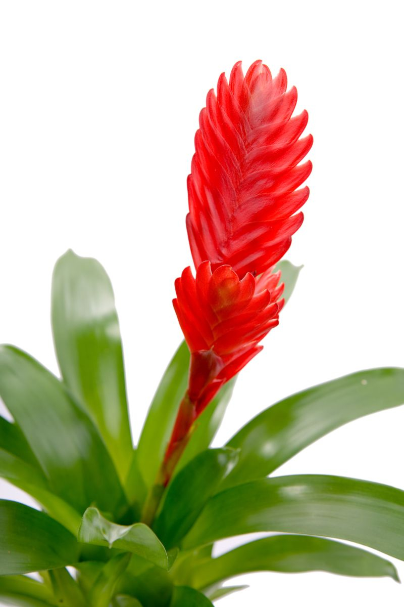 Frizea (Vriesea). Fot. Fotolia
