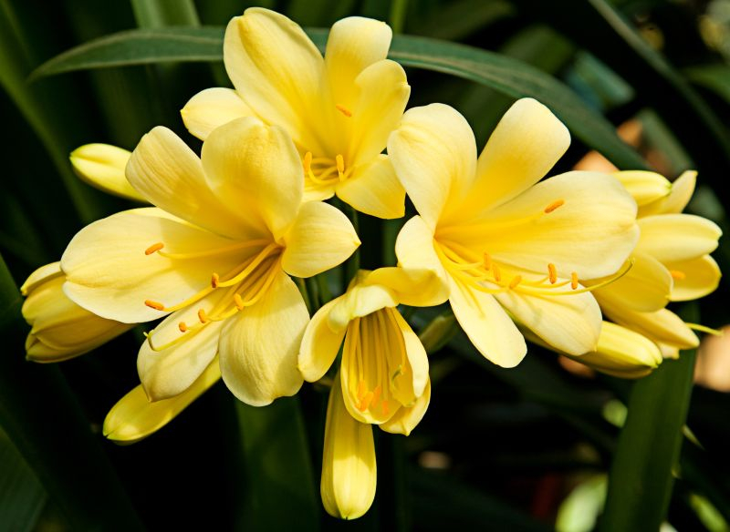 Kliwia (clivia) – pochodzi z Afryki Południowej. Znane są trzy gatunki kliwii. Kwiaty kliwii wyrastają z środka tworząc baldach składający się z 10–12 kwiatów. Fot. Fotolia