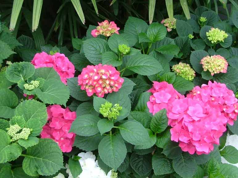 Hortensja ogrodowa (Hydrangea macrophylla).