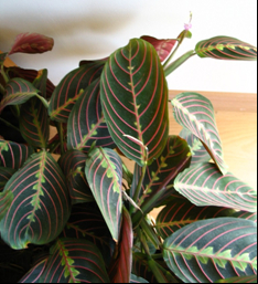 Maranta leuconeura.