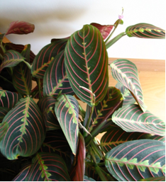 Maranta. 