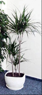 Dracena Marginata.