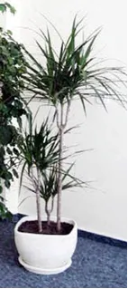 Dracena marginata - Infor.pl