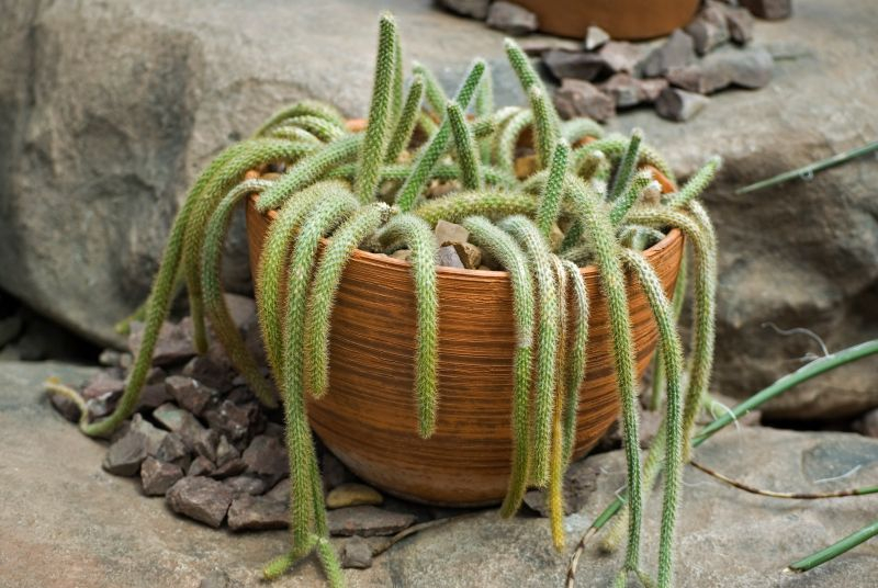 Aporokaktus (Aporocactus).