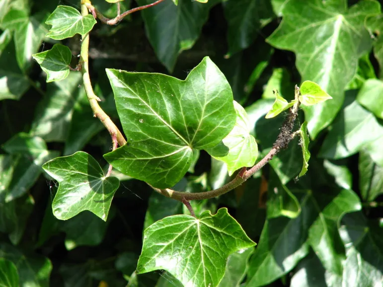 Hedera Helix. 