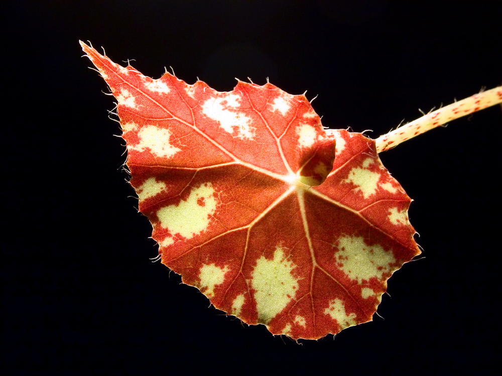 Begonia Bowera (Begonia Boweri).