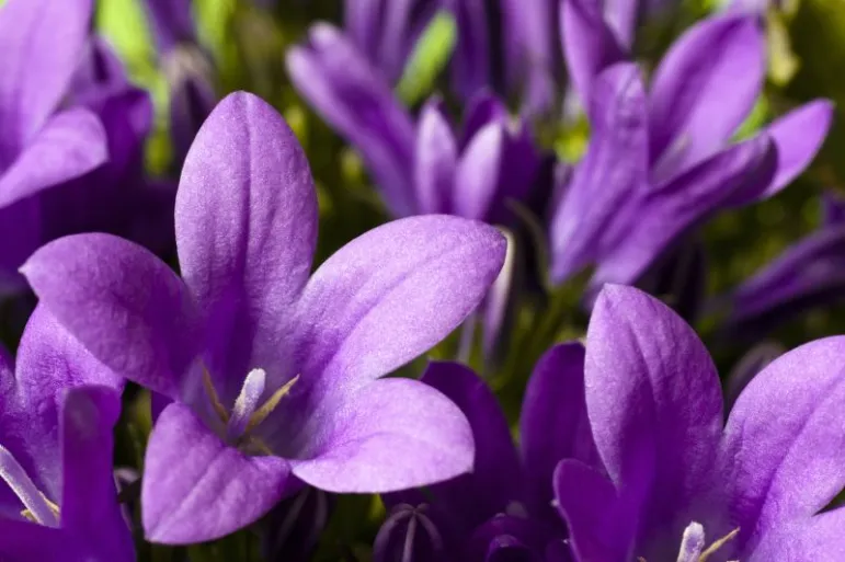 Dzwonek (Campanula isophylla). Kwiaty te nie powinny stać w zbyt ciepłym miejscu ani w okresie letnim, ani w zimowym. Lubią pomieszczenia jasne i przewiewne, lecz nie należy ustawiać ich w przeciągu.