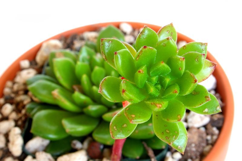 Eszeweria (Echeveria).