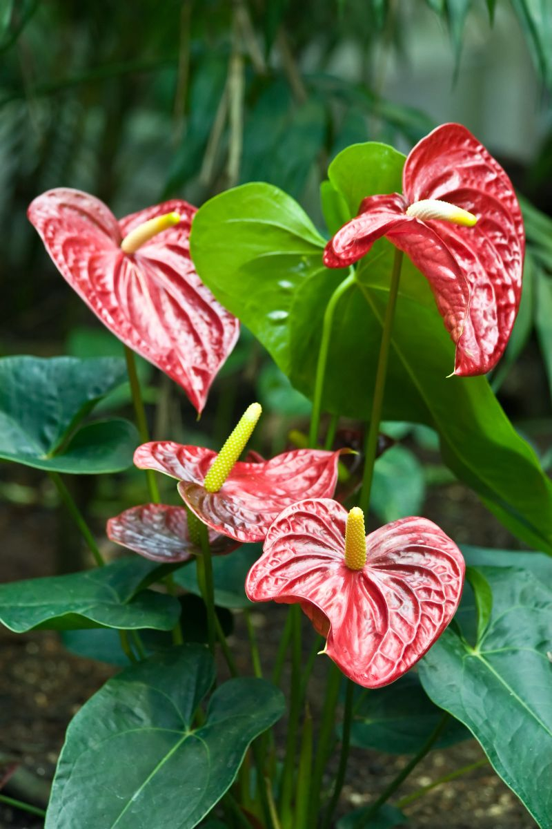 Anturium ( Anthurium scherzerianum) świetnie nadaje sie na stanowisko jasne, bez bezpośredniej ingerencji słońca.
