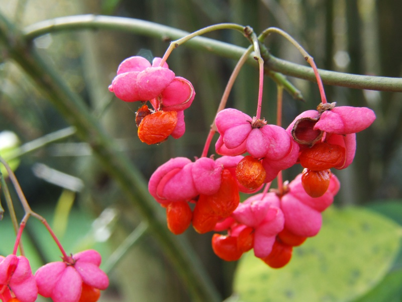 Trzmielina europejska (Red cascade) Fot. Fotolia