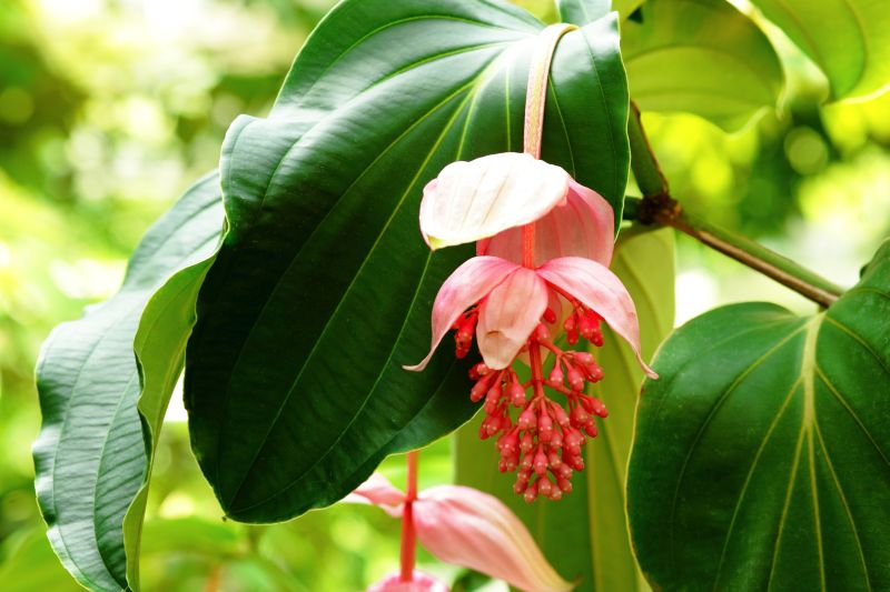 Medinilla wspaniała (Medinilla magnifica). 
