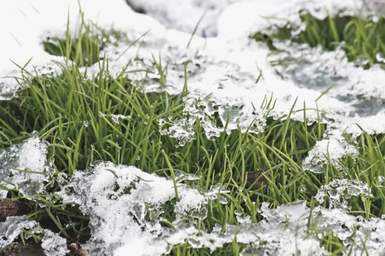 Ogród zimą nadal wymaga pielęgnacji. W grudniu powinniśmy zwrócić uwagę między innymi na śnieg zalegający na krzewach i na trawniku. 