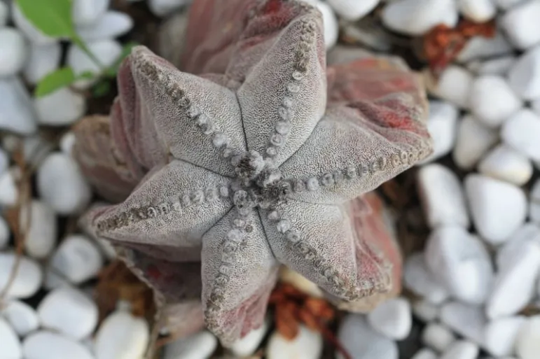 Astrofytum, czapka biskupia (Astrophytum myriostigma).