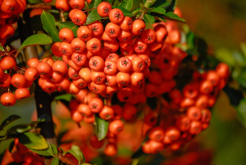 Jarzębina. Fot. Fotolia