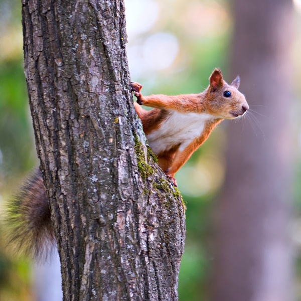 Koronawirus. RPO: zakaz wstępu do lasu bez podstawy prawnej /Fot. Fotolia