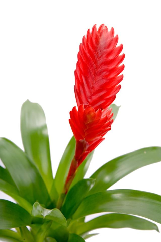 bromeliaceae