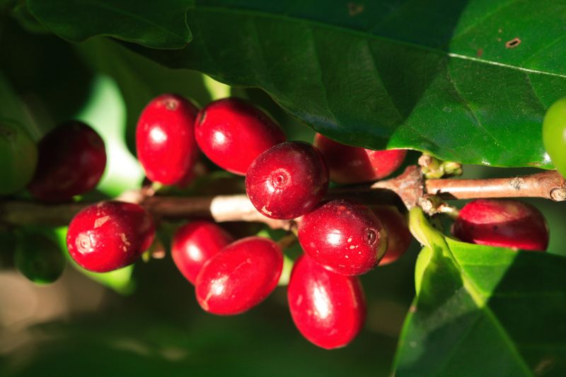 Kawa arabska (Coffea arabica).