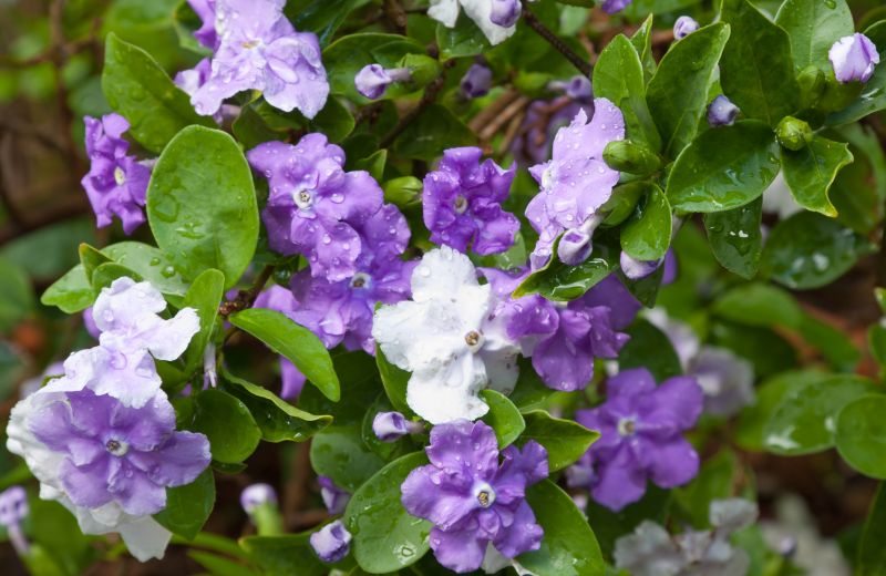Brunfelsja (Brunfelsia).