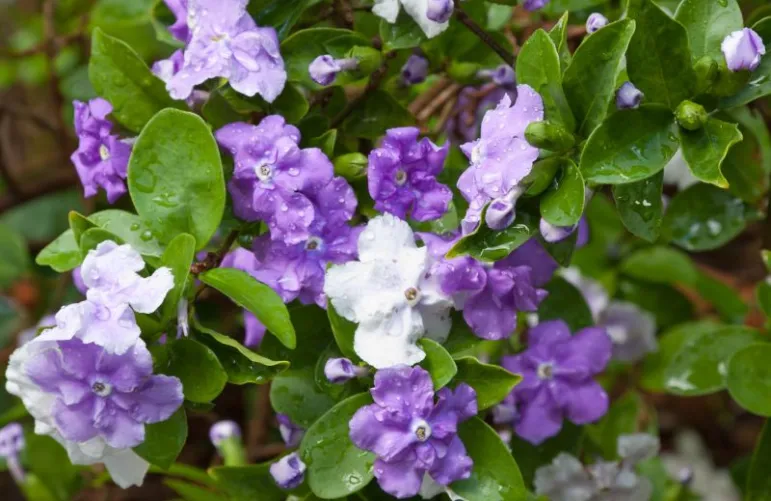 Brunfelsja (Brunfelsia).